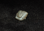 Very Detailed Rolled Up Flexicalymene Trilobite #285-2